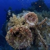 wreck_numidia_bro_b_ni_v_0525_egy1000.jpg